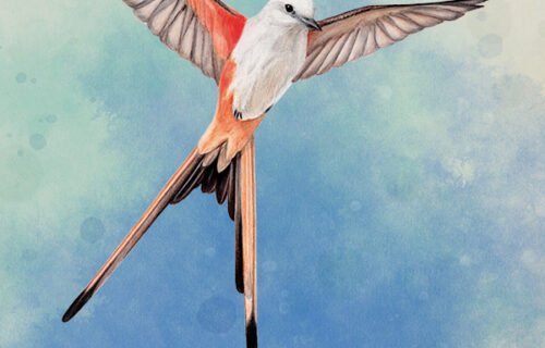 Wingspan