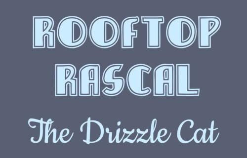 Rooftop Rascal: The Drizzle Cat